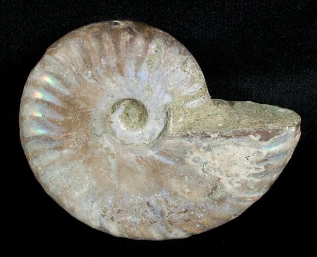 Inch Silver Iridescent Ammonite From Madagascar #3673